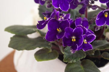 Viola Yedoensis Flower Seeds – Heirloom, Non-GMO Flower Seeds for Planting - Yedoensis for planting in home garden