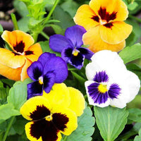 Mixed Pansy Swiss Flower Planting Seeds for Garden -NON GMO Seeds