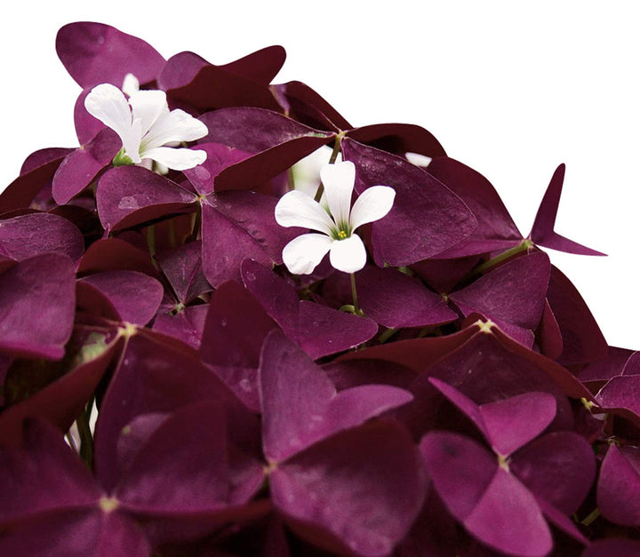 Oxalis Plant Seeds ƒ?? Heirloom, Non-GMO Seeds for Planting Colorful and Hardy Garden Blooms