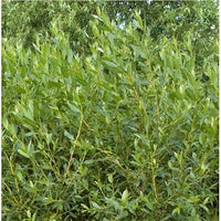 Flame Willow Plant Seeds for Planting - NON GMO Seeds for planting in home garden