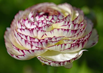 Heirloom Non-GMO White Purple Ranunculus Flower Seeds for Planting – Rare Bloom Variety for planting in your garden.
