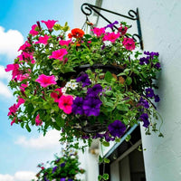 Mexican Petunia Mixed Flower Seeds for Planting - Heirloom, NON-GMO, Easy to Grow Garden Blooms