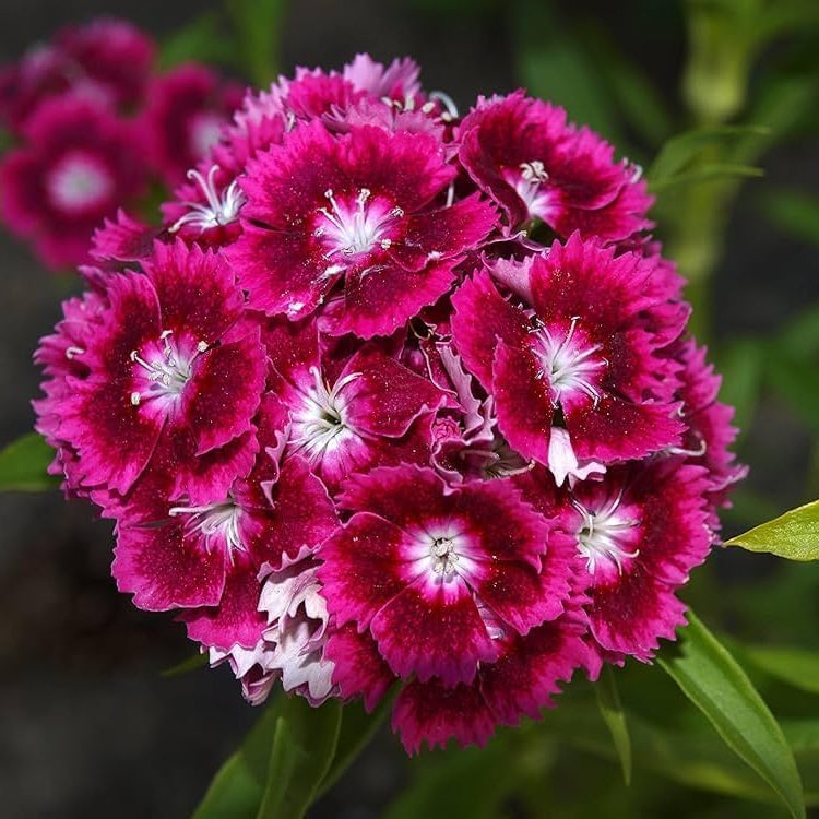 Heirloom Non-GMO White Maroon Dianthus Flower Seeds for Colorful Garden Planting
