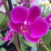 Violet Phalaenopsis Orchid Seeds for Planting - NON GMO Seeds seeds for planting in home garden