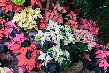 Heirloom Non-GMO Multi-Colored Poinsettia Flower Seeds for Planting ƒ?? Vibrant Holiday Blooming Seeds for planting in your garden.