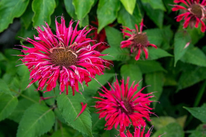 Pink Wild Bergamot Monarda Fistulosa Mintleaf Bee Balm Flower Seeds for Planting