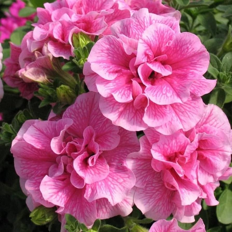Double Pelleted Petunia Seeds for Planting - Heirloom, NON-GMO Flower Seeds - Easy to Grow