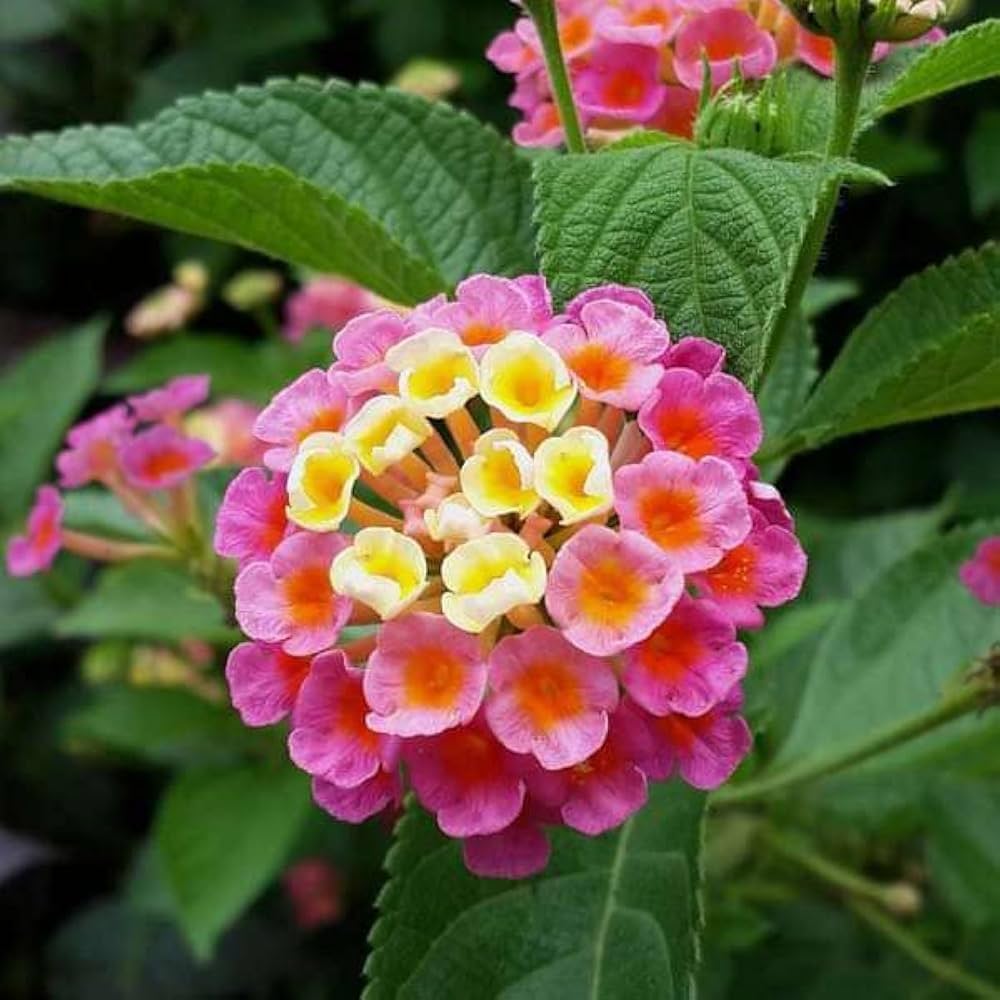 Lantana Flower Seeds Heirloom Non GMO Planting - 100 pcs