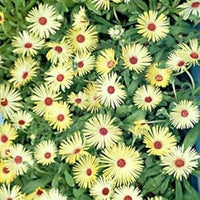 Yellow Red Ice Flower Seeds for Planting - 100 pcs