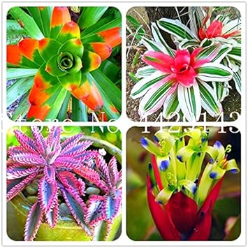 Bromeliad Tillandsia Bulbosa Orange Seeds for Planting - NON GMO Seeds