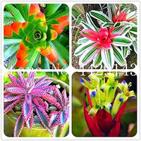 Bromeliad Tillandsia Bulbosa Pink Seeds for Planting NON GMO Seeds