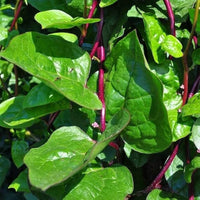 Basella rubra climbing spinach growing on a garden trellis with lush foliage.