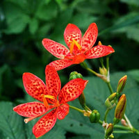 Red Leopard Flower Seeds for Planting - NON GMO Seeds for planting in home garden