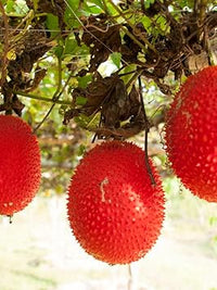 Gac fruit seed variety