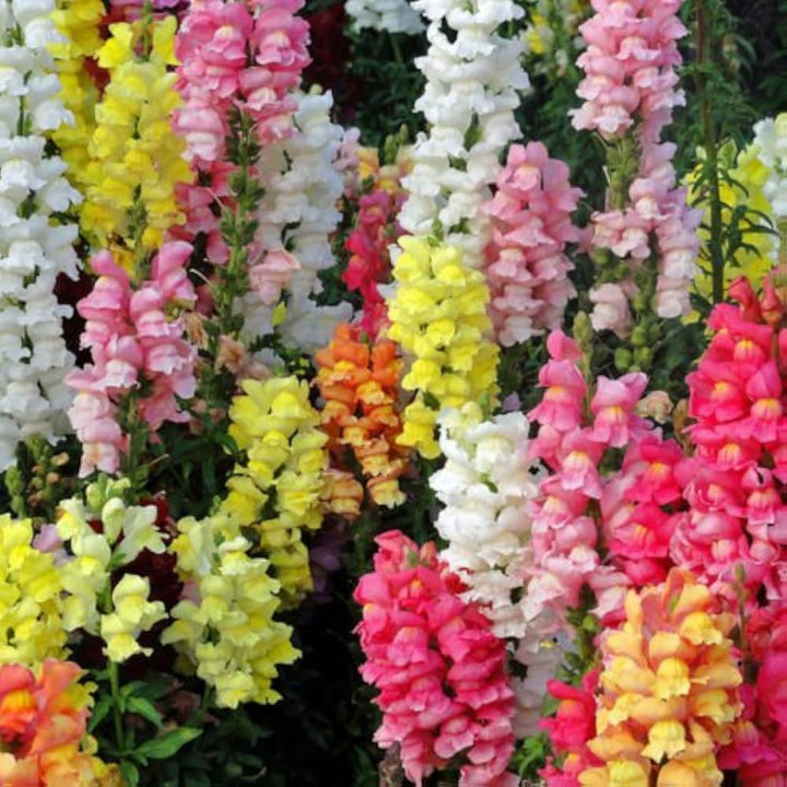 Snapdragon Flower Seeds for Planting, 100 pcs