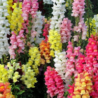 Snapdragon Flower Seeds for Planting, 100 pcs