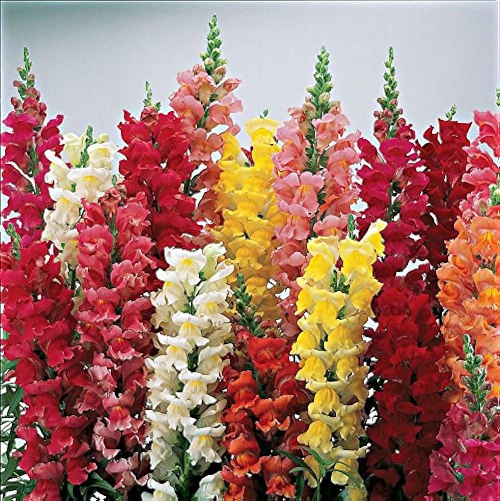 Snapdragon Flower Seeds for Planting, 100 pcs - Flower for planting in home garden