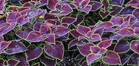 Heirloom Non-GMO Violet Coleus Plant Seeds for Planting ƒ?? Vibrant Foliage Seeds