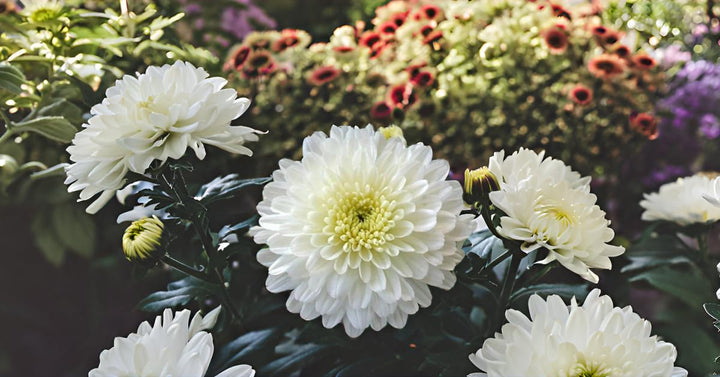White Chrysanthemum Flower Seeds for Planting, NON GMO Seeds