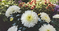 White Chrysanthemum Flower Seeds for Planting, NON GMO Seeds