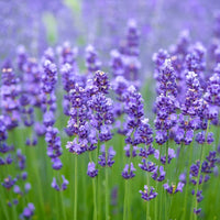Heirloom Lavender Seeds ƒ?? Non-GMO Herb Seeds for Planting for planting in your garden.