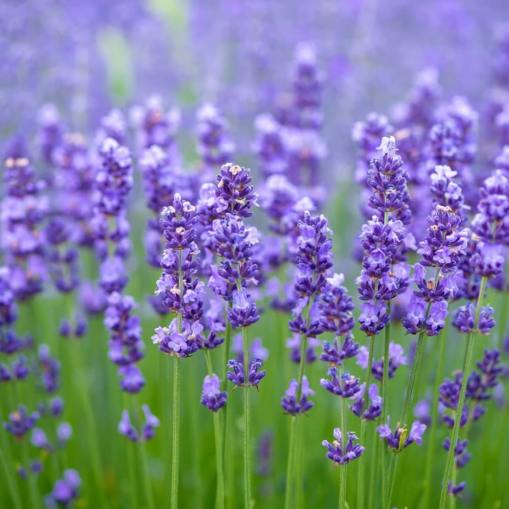 Heirloom Lavender Seeds – Non-GMO Herb Seeds for Planting for planting in your garden.