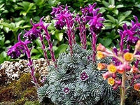 Purple Saxifraga Sempervivum Planting Seeds for Garden NON GMO Seeds