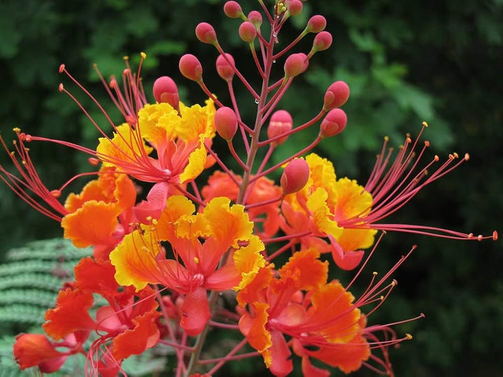 Red Caesalpinia or Peacock Flower Seeds for Planting - 100 pcs