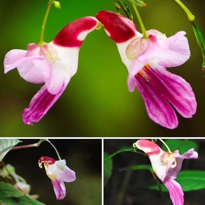 Heirloom Parrot Orchid Flower Seeds, Non-GMO Exotic Tropical Blooms for Decorative Garden Planting