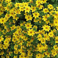 Yellow Bidens Flower Seeds for Planting, 100 pcs seeds for planting in home garden