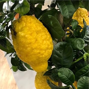 Citron Vegetable Seeds for Planting heirloom & Non-GMO Seeds