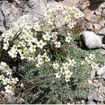 White Blush Saxifraga Flower Seeds for Planting, 100 pcs