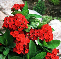Heirloom Deep Red Euphorbia Milii Flower Seeds for Planting, Non-GMO