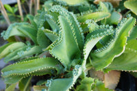Kalanchoe Daigremontiana Seeds â€“ Heirloom, Non-GMO Succulent Seeds for Planting Indoors for planting in home garden