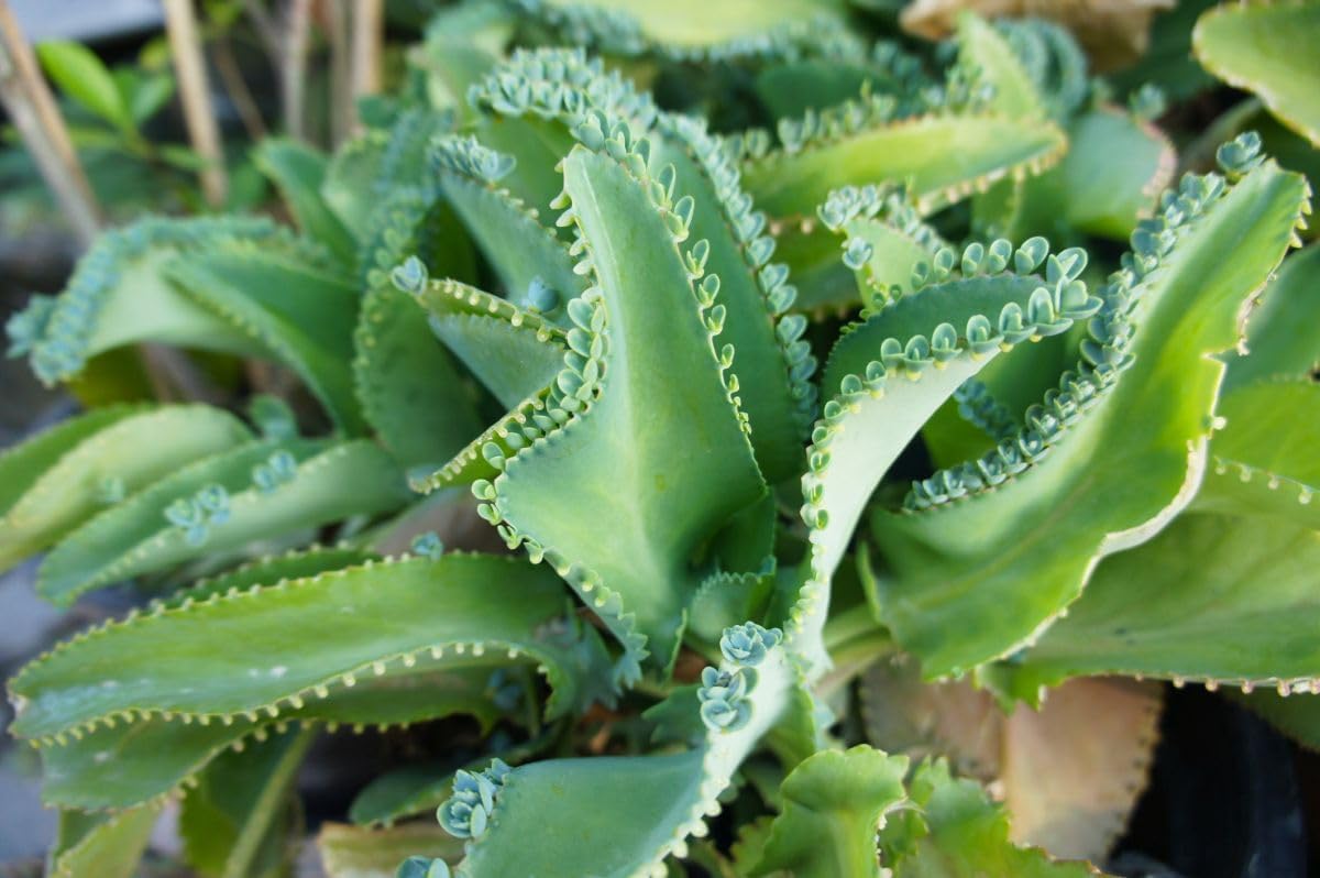 Kalanchoe Daigremontiana Seeds â€“ Heirloom, Non-GMO Succulent Seeds for Planting Indoors