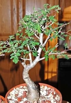 Green Pachycormus Discolor Seeds for Planting heirloom & Non-GMO Seeds