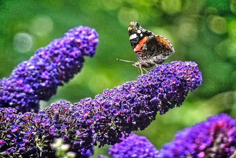 Pink Buddleia Flower Seeds ƒ?? Non-GMO Seeds for Vibrant Garden Planting
