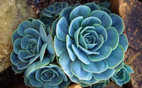 Sky Blue Ornamental Plant Seeds – Heirloom Non-GMO Seeds for Decorative Garden Planting