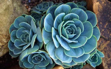 Sky Blue Ornamental Plant Seeds – Heirloom Non-GMO Seeds for Decorative Garden Planting for planting in your garden.