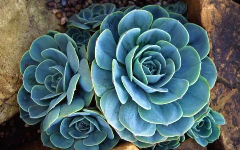 Sky Blue Ornamental Plant Seeds – Heirloom Non-GMO Seeds for Decorative Garden Planting for planting in your garden.