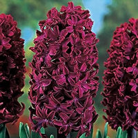Hyacinth Flower Seeds Burgundy for Planting - 100 pcs
