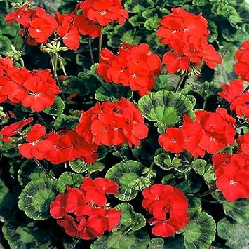 Heirloom Non-GMO Red Geranium Flower Seeds for Planting - Beautiful Blooms