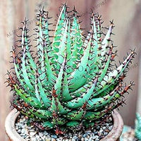 Fresh Edible Aloe Vera Plant Seeds for Planting SkyBlue 100 Pcs pcs