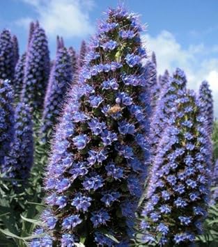 Patterson’s (Patterson’s scientific name) for planting in garden