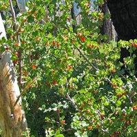 Pink Ribes Cereum Flower Seeds for Planting - 100 pcs