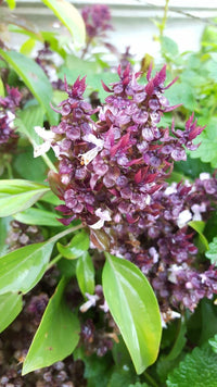 Heirloom Non-GMO Ocimum Flower Seeds for Planting – Fragrant Medicinal Herb Blooms for Garden Use