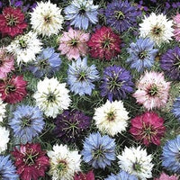 Nigella (Nigella scientific name) for planting in garden