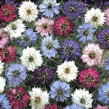 100 Pcs