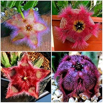 Stapelia Pulchella Succulent Plant Seeds for Planting - NON GMO Seeds for planting in home garden