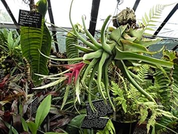 Heirloom Non-GMO Green Tillandsia Streptophylla Seeds for Garden Planting – Unique Plant Variety